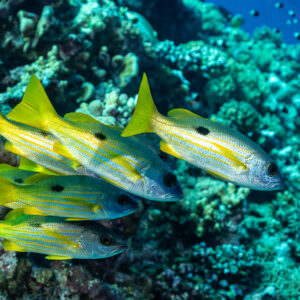 Blackspot snapper close-up showing the black lateral spot, Habili Gafar and Umm Aruk, Red Sea, Egypt