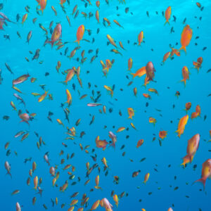 Cloud of lyretail anthias in open water, Habili Gafar and Umm Aruk, Red Sea, Egypt