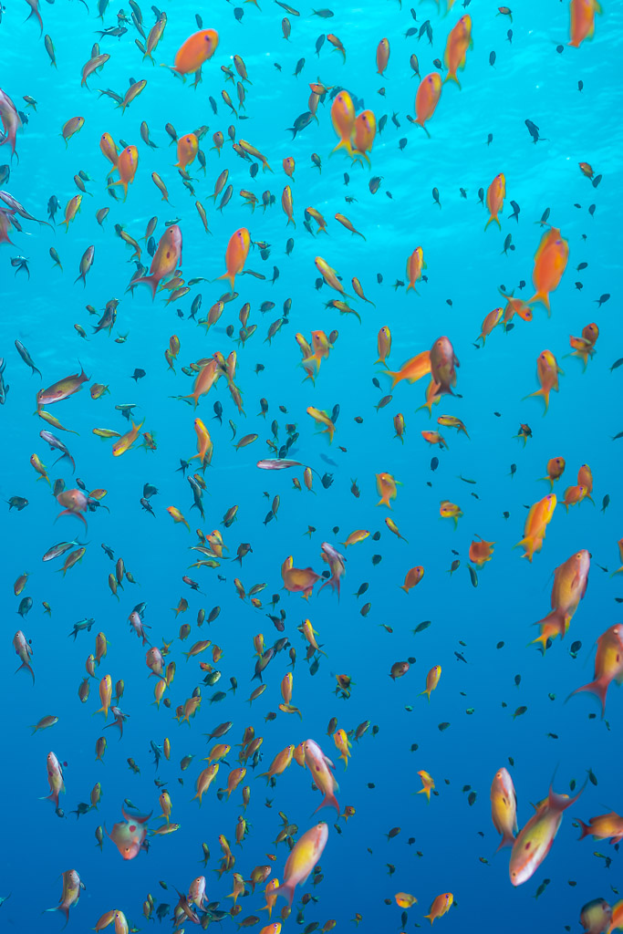 Cloud of lyretail anthias in open water, Habili Gafar and Umm Aruk, Red Sea, Egypt