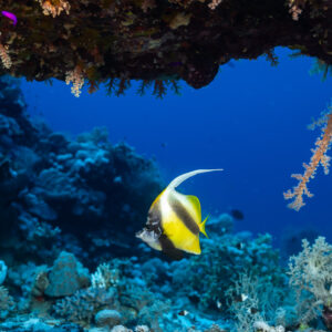 Red Sea bannerfish framed by an overhang with orange soft coral, Sha'ab Mansour North, Red Sea, Egypt