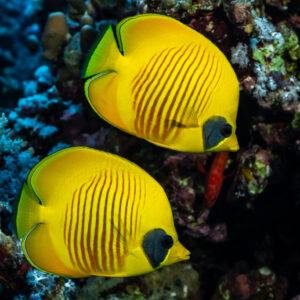 Pair of bluecheek butterflyfish stacked against the reef, Sha'ab Mansour North, Red Sea, Egypt