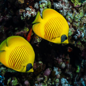 Pair of bluecheek butterflyfish side by side on the reef, Sha'ab Mansour North, Red Sea, Egypt