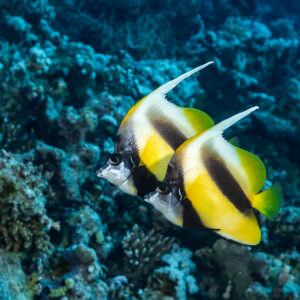 Pair of Red Sea bannerfish swimming in tandem, Sha'ab Mansour North, Red Sea, Egypt