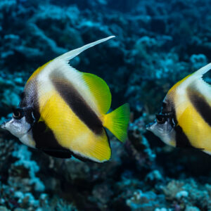 Pair of Red Sea bannerfish in profile over the reef, Sha'ab Mansour North, Red Sea, Egypt