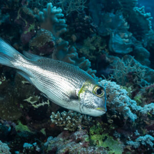 Humpnose big-eye bream over the reef, Sha'ab Mansour North, Red Sea, Egypt