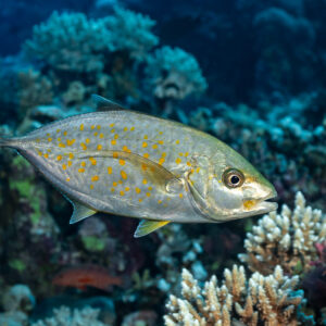 Carangue à points orange au-dessus de coraux branchus, Sha'ab Mansour Nord, mer Rouge, Égypte