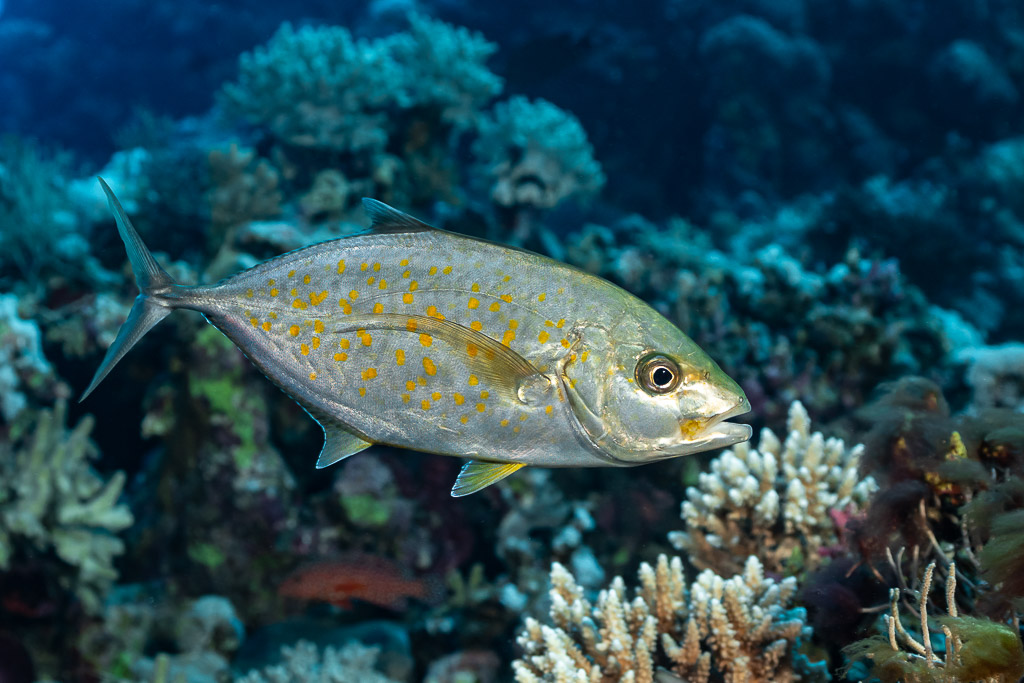 Orange-spotted trevally over branching corals, Sha'ab Mansour North, Red Sea, Egypt