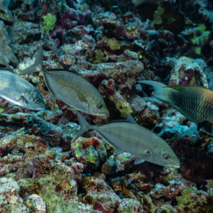 Trois carangues à points orange suivant un poisson-perroquet sur le récif, Sha'ab Mansour Nord, mer Rouge, Égypte