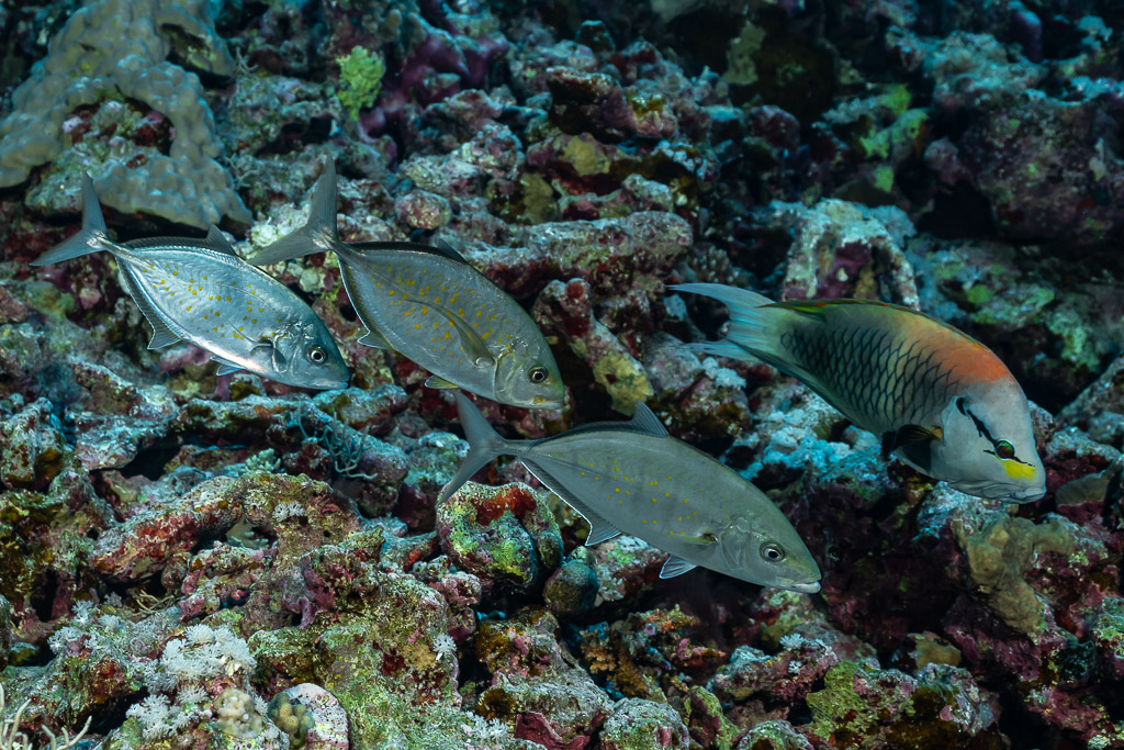 Trois carangues à points orange suivant un poisson-perroquet sur le récif, Sha'ab Mansour Nord, mer Rouge, Égypte