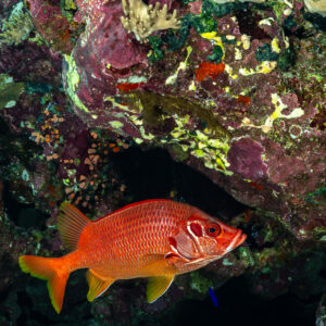 Sabre squirrelfish at the mouth of a reef cave, Sha'ab Mansour North, Red Sea, Egypt