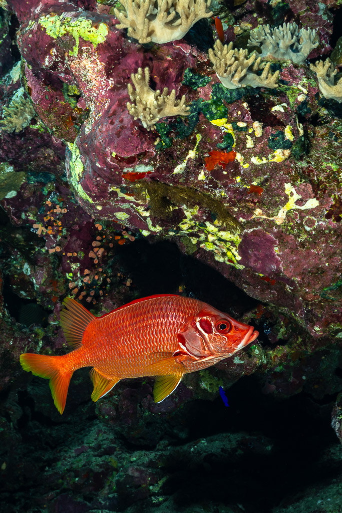 Sabre squirrelfish at the mouth of a reef cave, Sha'ab Mansour North, Red Sea, Egypt