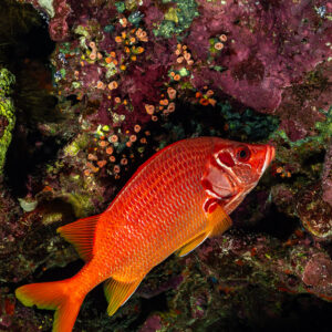 Sabre squirrelfish against a red encrusted wall, Sha'ab Mansour North, Red Sea, Egypt