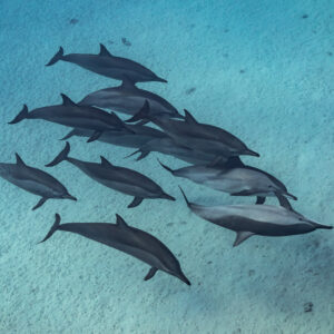 Pod of spinner dolphins seen from above over pale sand, Sataya, Gebel Elba, Red Sea, Egypt