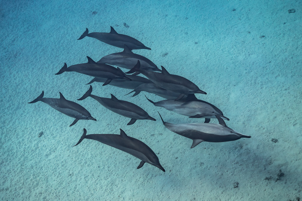 Pod of spinner dolphins seen from above over pale sand, Sataya, Gebel Elba, Red Sea, Egypt