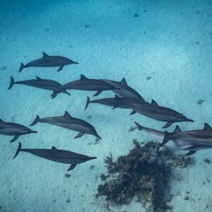 Pod of spinner dolphins passing a coral head on the sand, Sataya, Gebel Elba, Red Sea, Egypt