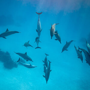Spinner dolphins scattered in the blue lagoon, some diving vertically, Sataya, Gebel Elba, Red Sea, Egypt