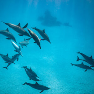 Spinner dolphins converging in the turquoise lagoon, Sataya, Gebel Elba, Red Sea, Egypt