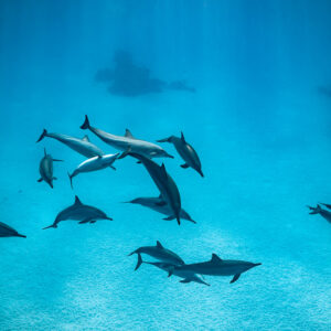 Spinner dolphins in small groups over sand and coral heads, Sataya, Gebel Elba, Red Sea, Egypt