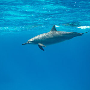 Spinner dolphin gliding just below the surface, Sataya, Gebel Elba, Red Sea, Egypt