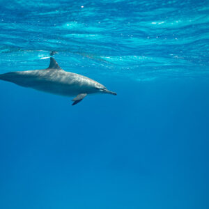 Spinner dolphin cruising beneath the surface, side view, Sataya, Gebel Elba, Red Sea, Egypt