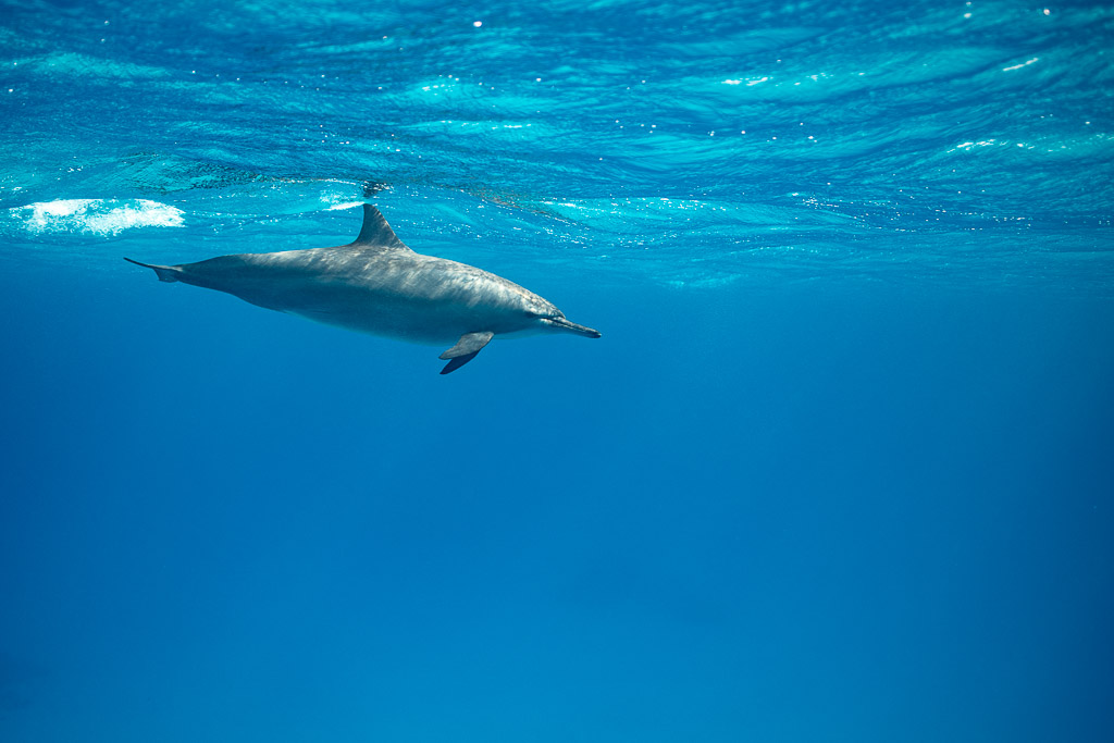 Dauphin à long bec croisant sous la surface, de profil, Sataya (Gebel Elba), mer Rouge, Égypte