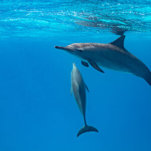 Two spinner dolphins, one diving vertically below the other, Sataya, Gebel Elba, Red Sea, Egypt