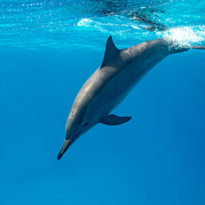 Spinner dolphin diving down from the surface, Sataya, Gebel Elba, Red Sea, Egypt