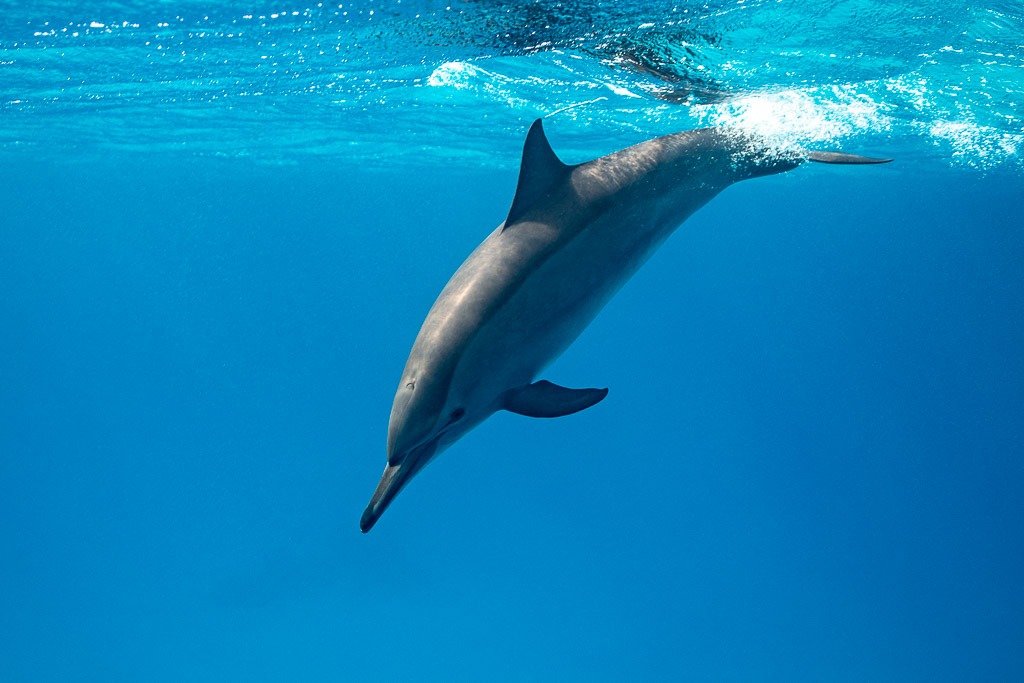 Spinner dolphin diving down from the surface, Sataya, Gebel Elba, Red Sea, Egypt