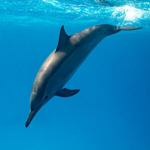 Spinner dolphin diving down from the surface (vertical), Sataya, Gebel Elba, Red Sea, Egypt