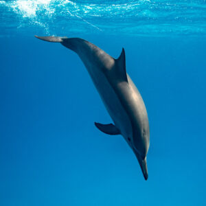 Spinner dolphin heading straight down in the blue, Sataya, Gebel Elba, Red Sea, Egypt