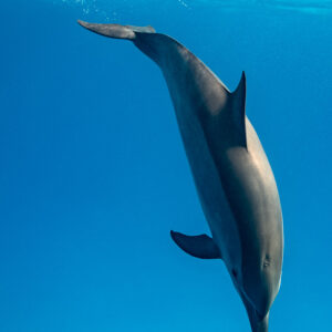 Spinner dolphin heading straight down, Sataya, Gebel Elba, Red Sea, Egypt