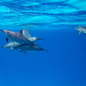 Group of spinner dolphins resting just below the surface, Sataya, Gebel Elba, Red Sea, Egypt