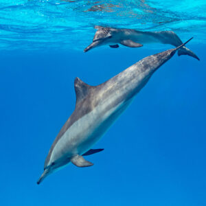 Two spinner dolphins, one descending towards the camera, Sataya, Gebel Elba, Red Sea, Egypt