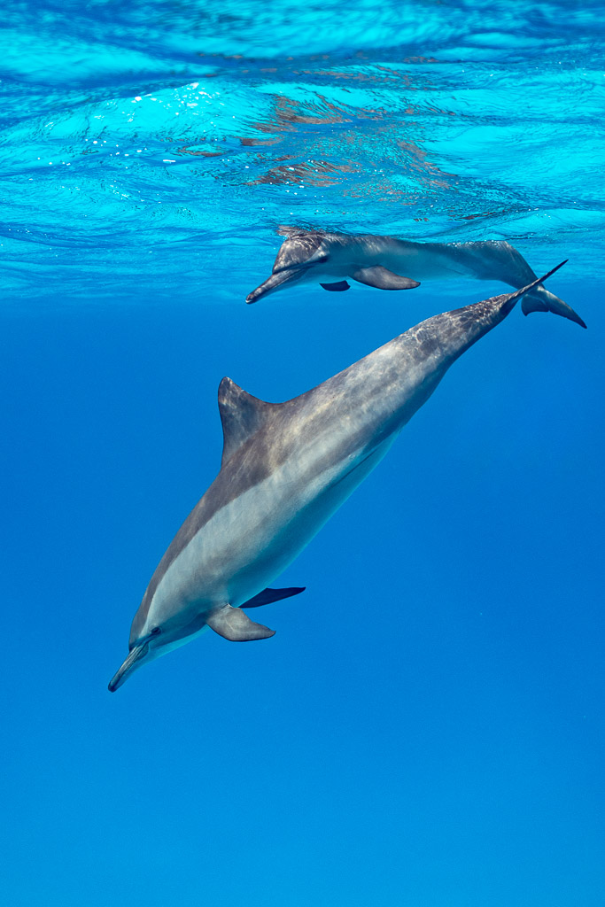 Two spinner dolphins, one descending towards the camera, Sataya, Gebel Elba, Red Sea, Egypt