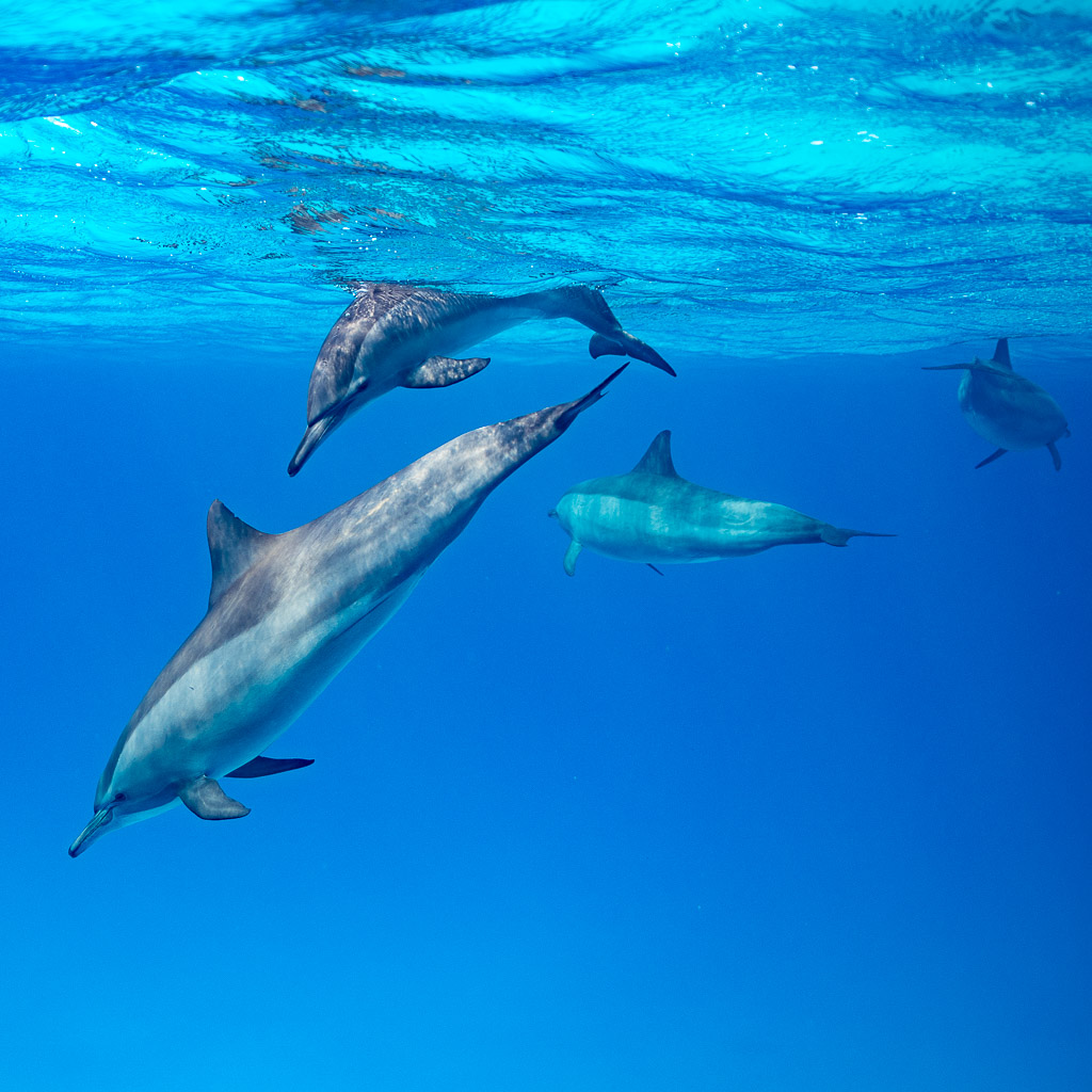 Spinner dolphins at different depths below the surface, Sataya, Gebel Elba, Red Sea, Egypt