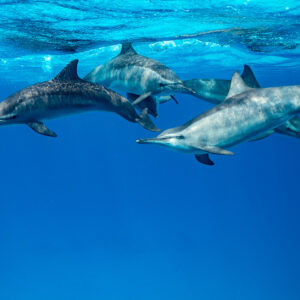 Group of spinner dolphins swimming close together near the surface, Sataya, Gebel Elba, Red Sea, Egypt