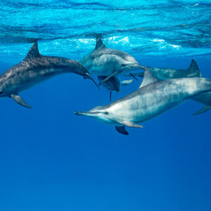 Group of spinner dolphins crossing paths below the surface, Sataya, Gebel Elba, Red Sea, Egypt