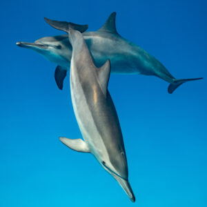 Two spinner dolphins touching as they swim, Sataya, Gebel Elba, Red Sea, Egypt