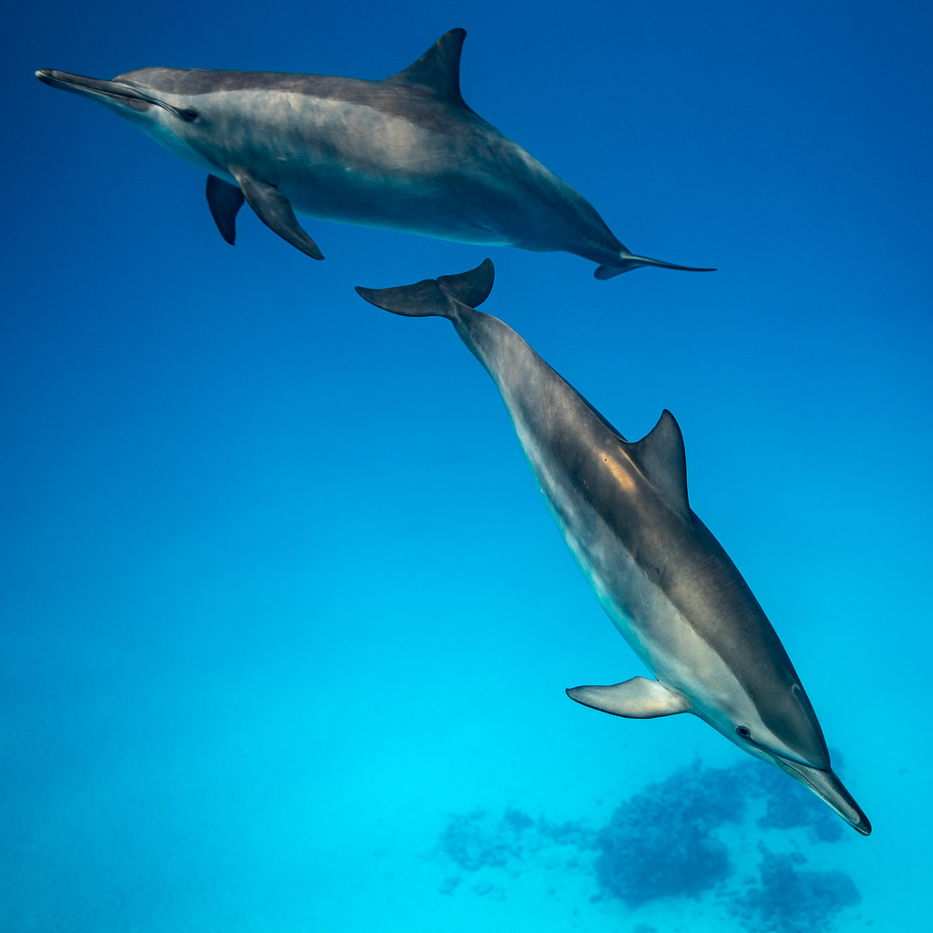 Two spinner dolphins one above the other in clear water, Sataya, Gebel Elba, Red Sea, Egypt