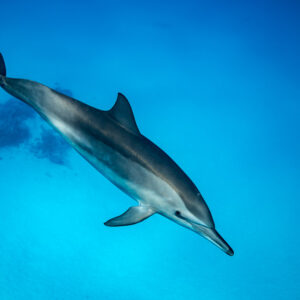 Spinner dolphin descending towards the sandy bottom, Sataya, Gebel Elba, Red Sea, Egypt