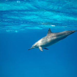 Spinner dolphin swimming left below the rippled surface, Sataya, Gebel Elba, Red Sea, Egypt