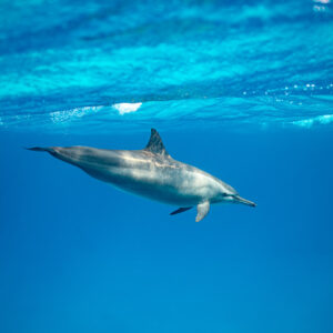 Spinner dolphin swimming right below the rippled surface, Sataya, Gebel Elba, Red Sea, Egypt
