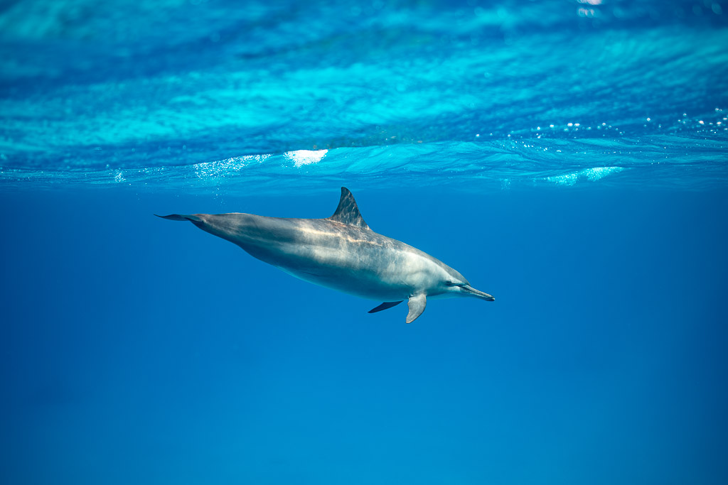 Spinner dolphin swimming right below the rippled surface, Sataya, Gebel Elba, Red Sea, Egypt