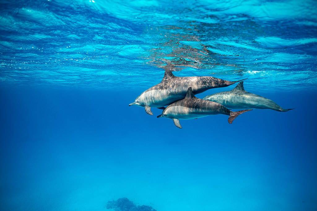 Trois dauphins à long bec ensemble juste sous la surface, Sataya (Gebel Elba), mer Rouge, Égypte