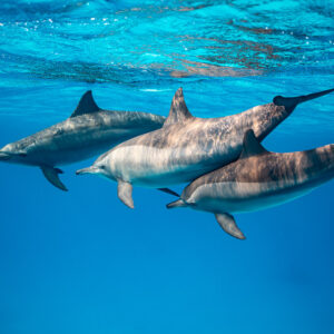 Three spinner dolphins close-up, one with a scarred body, Sataya, Gebel Elba, Red Sea, Egypt