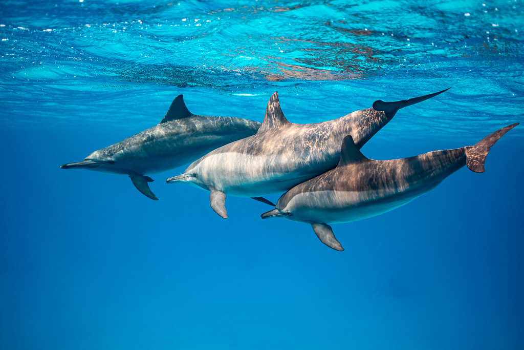 Three spinner dolphins close-up, one with a scarred body, Sataya, Gebel Elba, Red Sea, Egypt