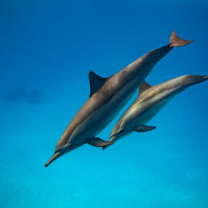 Two spinner dolphins swimming side by side in a dive, Sataya, Gebel Elba, Red Sea, Egypt