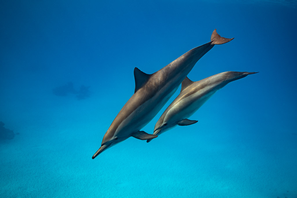 Two spinner dolphins swimming side by side in a dive, Sataya, Gebel Elba, Red Sea, Egypt