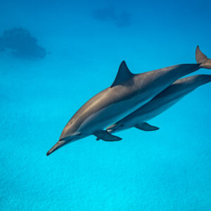 Dauphins