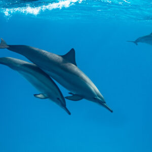 Two spinner dolphins in tandem with a third in the distance, Sataya, Gebel Elba, Red Sea, Egypt